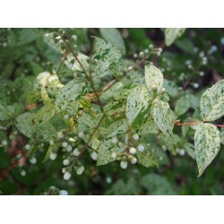 Deutzia scabra 'Punctata'