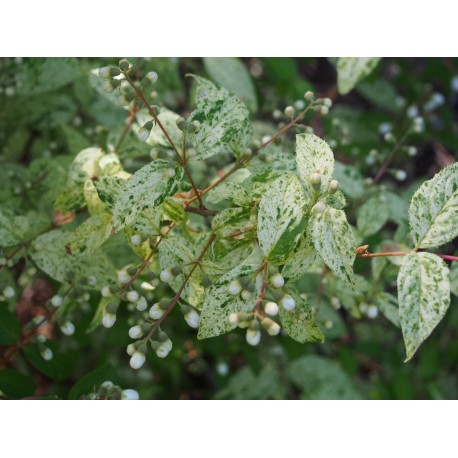 Deutzia scabra 'Punctata'