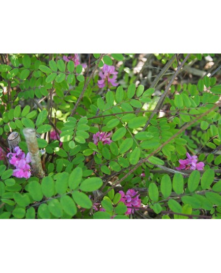 Indigofera himalayensis 'Silk Road' - Indigotier de l'Himalaya