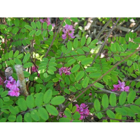 Indigofera himalayensis 'Silk Road' - Indigotier de l'Himalaya