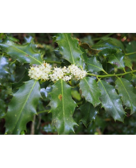 Ilex aquifolium