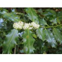 Ilex aquifolium