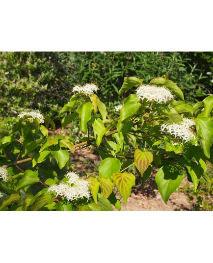 Cornus walteri