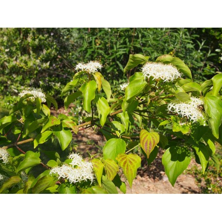 Cornus walteri