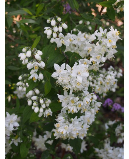 Deutzia hybrida 'Magical Spring'