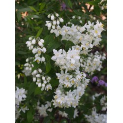 Deutzia hybrida 'Magical Spring'