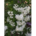 Deutzia hybrida 'Magical Spring'