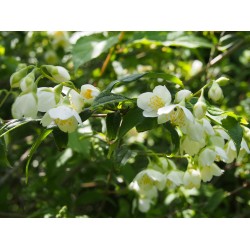 Philadelphus purpureo maculatus x 'Galathée' - seringat
