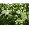 Philadelphus purpureo maculatus x 'Galathée' - seringat