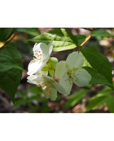 Philadelphus nepalensis