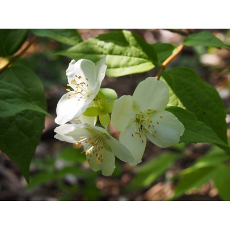 Philadelphus nepalensis