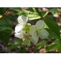 Philadelphus nepalensis