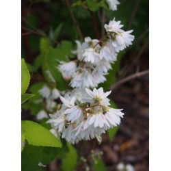 Deutzia magnifica x 'Eburnea'