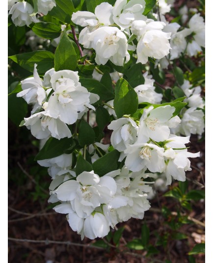 Philadelphus 'Dame Blanche' - Seringat