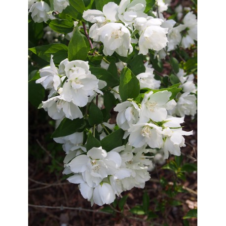 Philadelphus 'Dame Blanche' - Seringat