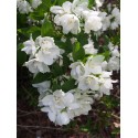 Philadelphus 'Dame Blanche' - Seringat