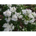 Philadelphus 'Dame Blanche' - Seringat