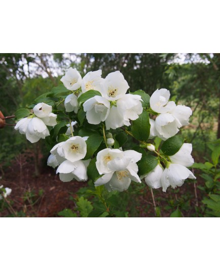 Philadelphus polyanthus x 'Favorite' - seringat