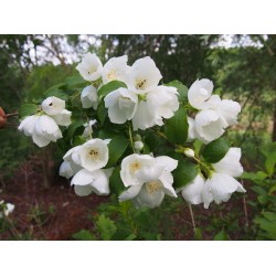 Philadelphus polyanthus x 'Favorite' - seringat