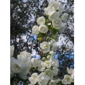 Philadelphus virginalis x 'Virginal' - seringats, seringas,