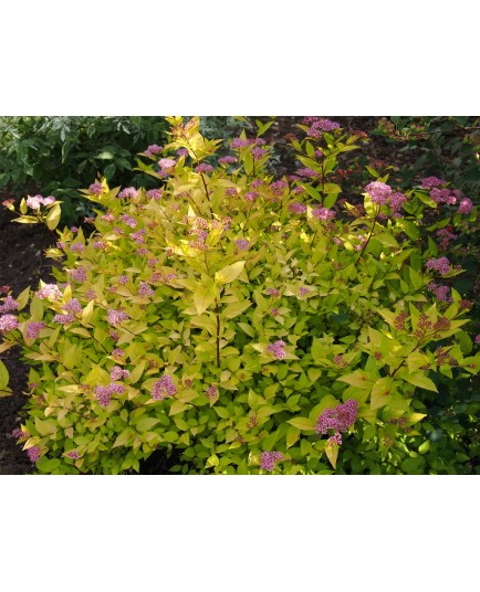 Spiraea japonica 'Gold Mound' - Spirée du Japon