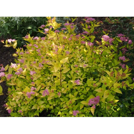 Spiraea japonica 'Gold Mound' - Spirée du Japon