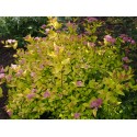 Spiraea japonica 'Gold Mound' - Spirée du Japon