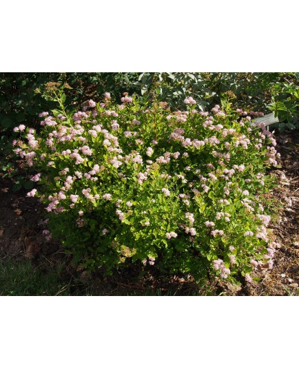 Spiraea japonica 'Little Princess' - Spirées naines