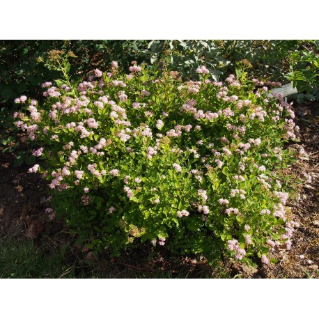 Spiraea japonica 'Little Princess' - Spirées naines