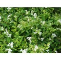 Spiraea lancifolia - spirée