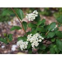 Spiraea nipponica 'Gelspire' - spirée nippone