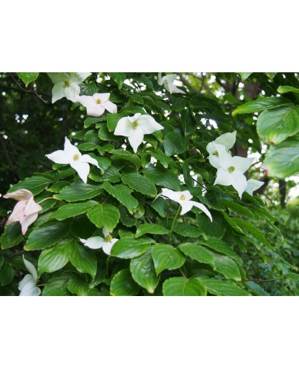 Cornus kousa