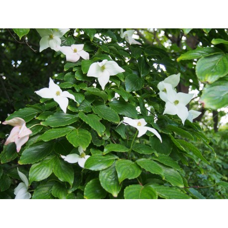 Cornus kousa