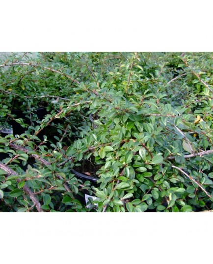 Cotoneaster radicans 'Eichholz'