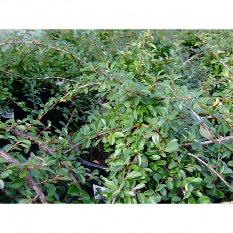 Cotoneaster radicans 'Eichholz'