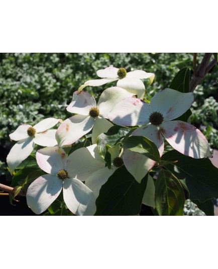 Cornus kousa 'Milky Way'