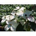 Cornus kousa 'Milky Way'