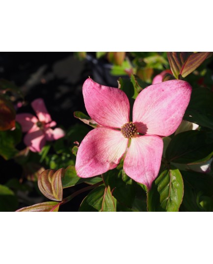 Cornus kousa 'Satomi'