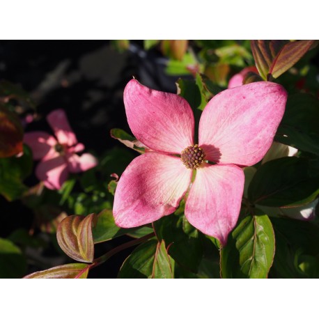 Cornus kousa 'Satomi'