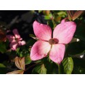 Cornus kousa 'Satomi'