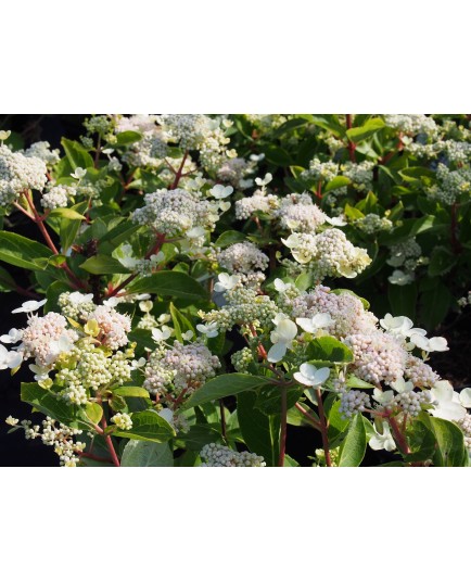 Hydrangea paniculata 'Dharuma'