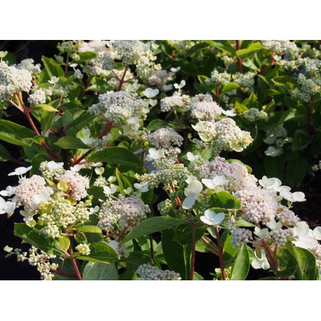 Hydrangea paniculata 'Dharuma'