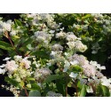 Hydrangea paniculata 'Dharuma'