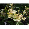 Hydrangea paniculata 'Wim's Red'®