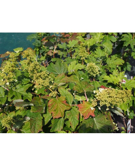 Hydrangea quercifolia