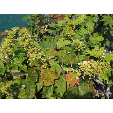 Hydrangea quercifolia