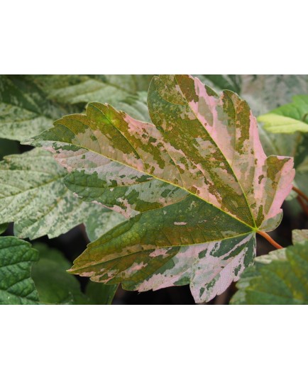 Acer pseudoplatanus 'Nizetii'