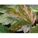 Acer pseudoplatanus 'Nizetii'
