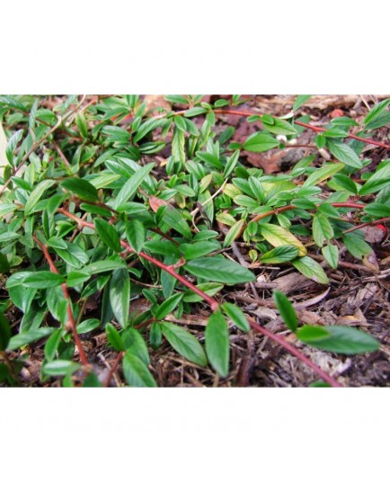 Cotoneaster salicifolius 'Parkteppich' - Cotoneaster à feuille de saule