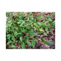 Cotoneaster salicifolius 'Parkteppich' - Cotoneaster à feuille de saule